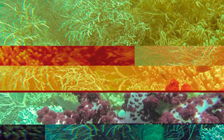 Discorals_Ausstellung