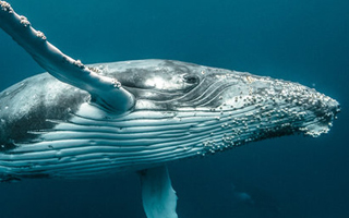<span style='color:grey;font-size:13px;'>15.04. und 07.05.</span><br/> Ocean Film Tour